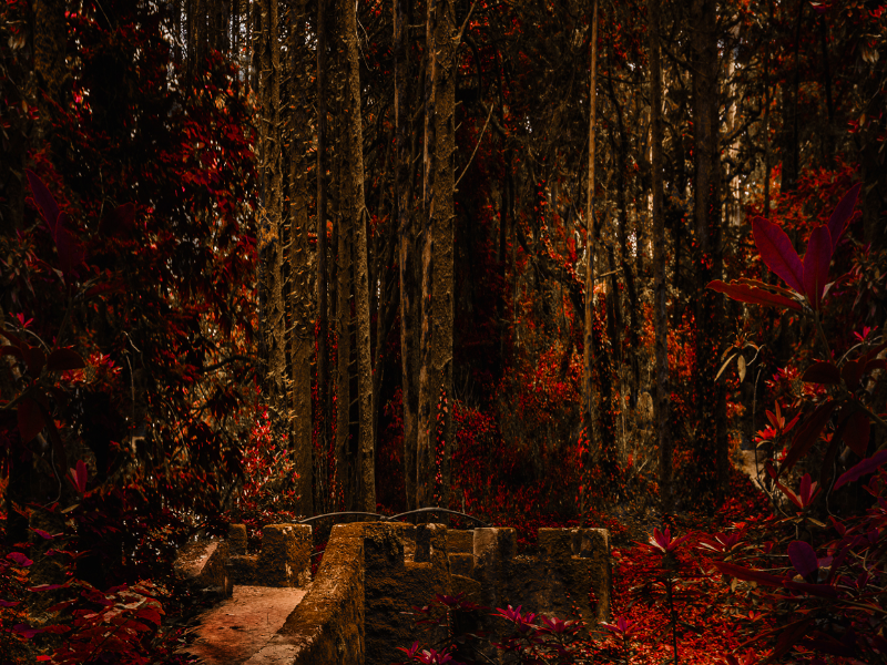 Immagine 2 del portfolio di Domenico De Orsi