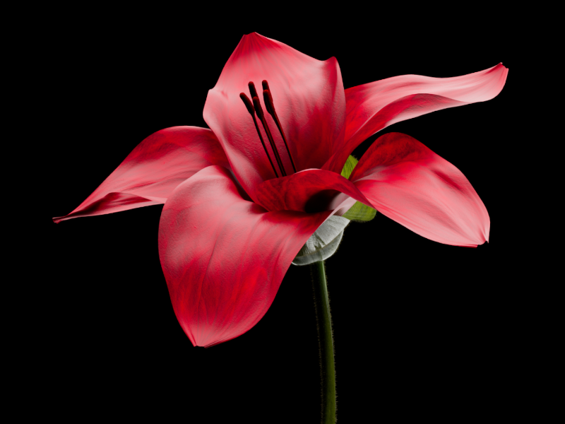 Immagine 2 del portfolio di Nicolò Siffredi