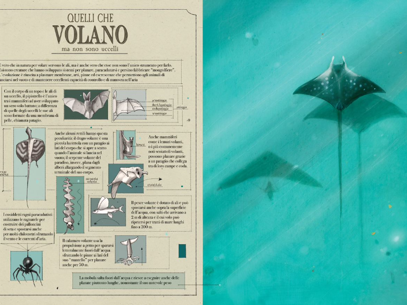 Immagine 4 del portfolio di Daniela Pareschi