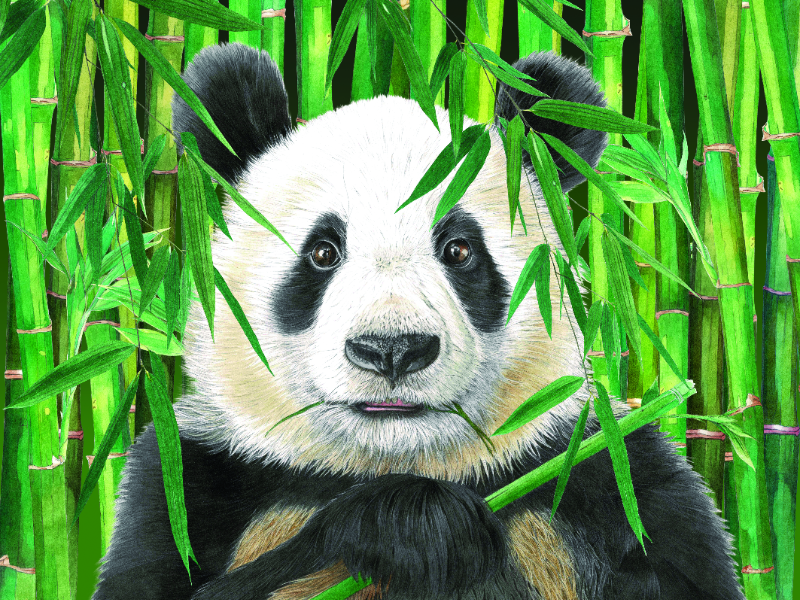 Immagine 1 del portfolio di Patrizia Donaera