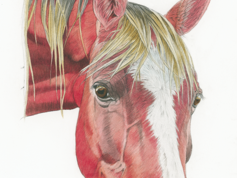 Immagine 2 del portfolio di Patrizia Donaera