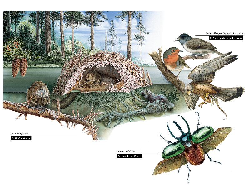 Immagine 6 del portfolio di Andrea Ricciardi Di Gaudesi